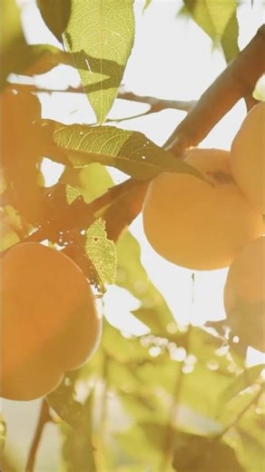 10 Wonderful Health Benefits of Apricots 🍑 | The Golden Fruit for Your Health