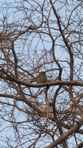 The Rare Forest Owlet in the Wild 🦉