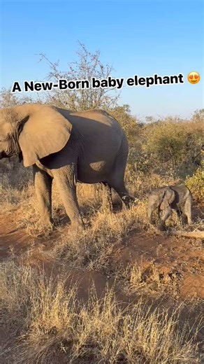4.4K views · 167 reactions | The smallest, cutest baby elephant! It...