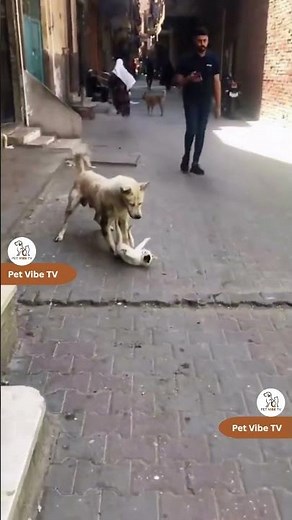 Epic Cat vs. Dog Battle – Hilarious Pet Fight You Can’t Miss! 🐱🐶