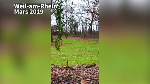Le mystérieux chevreuil blanc existe vraiment