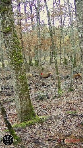 LASER PRECISION! Perfect Interception Shot on Fawn Deer (Shotkam POV)