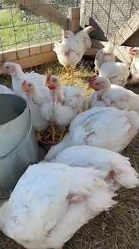 How do you get more Cornish cross? #chickens #chicken #cornishcross #meatchickens #meat #homestead