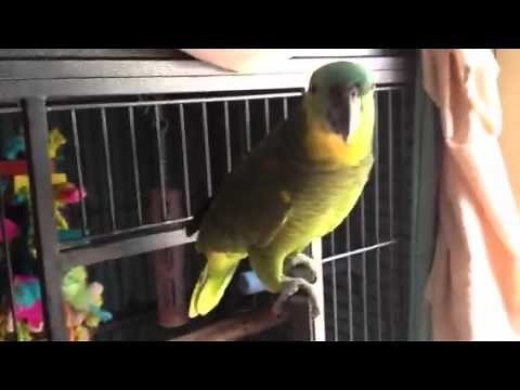 Blue-Fronted Amazon Parrot Ready To Mate