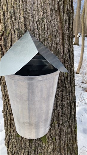 It's late and it's slow, but sap's starting to flow! When the temperature fluctuates above and below freezing, that's when maple sap starts to drip from our taps. This tree in particular is our best producer, putting out as much as 4x what the other trees produce. A number of variables contribute to how much sap a tree will yield, from the age, size, and health of the tree, the amount of water and sunlight it's been able to absorb over the past year, and various factors in the soil quality as we