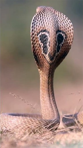 Indian Cobra: Cute but Deadly Venom