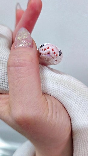 Meet Julius: The Blue Eyed Lucy Ball Python