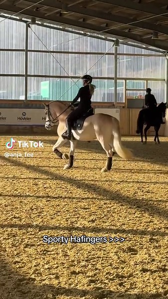 Spoiler alert , nicht nur edelblut Haflinger können sportlich sein 🚀👀
