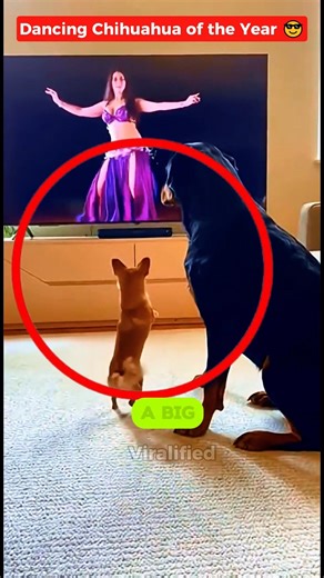 Ranking These Dancing Dogs & That Chihuahua Stole the Show 💃 #shorts #funnydogs #viral