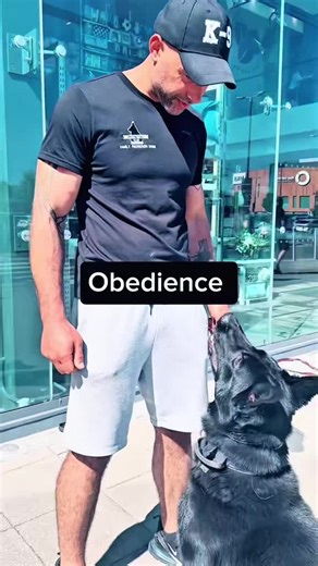 Expert Dog Training in Scotland for Family Protection