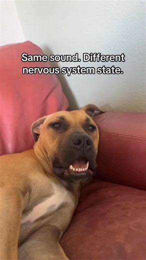Rose Waldrup on Instagram: "Dogs can make the same sound in very different nervous system states. In this moment, the vocalization wasn’t stress. His body was relaxed, his jaw was loose, and there was no visible muscle tension. All these cues point toward regulation rather than distress. In other situations, similar sounds can show up with stress. That’s why behavior can’t be interpreted in isolation. Understanding the nervous system means stacking cues, watching patterns over time, and always r