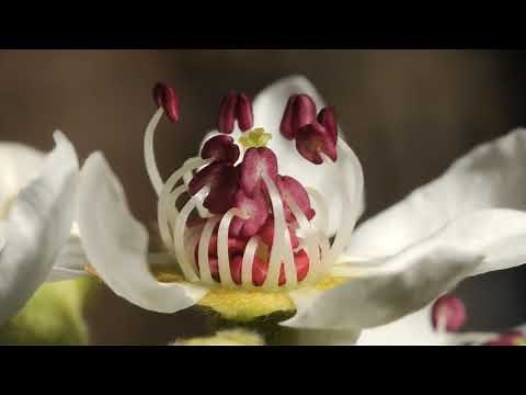 Time lapse close up of Pear flower opening with stamens uncurling. 4K