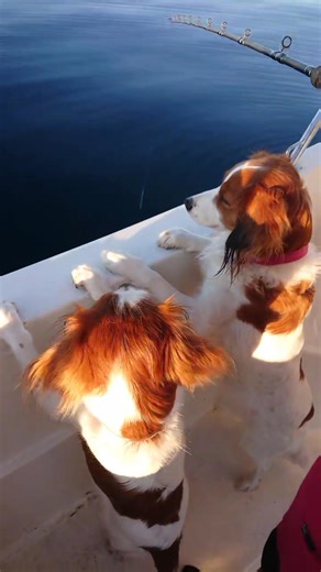Fishingdogs! Waiting for the big catch!! | The Big Catch Fishing