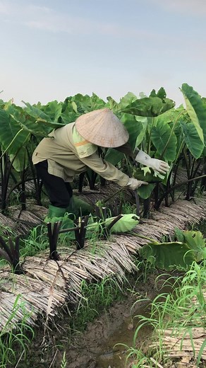 Tapioca Leaf Harvesting: A Farmer's Careful Process