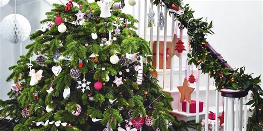 Real or fake? The Christmas tree debate dividing households