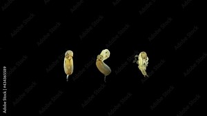 Movement of the embryo in the egg, emergence from the egg and the born nymph of the relic insect Embia savignyi under the microscope. From the Embiidae family, they feed on the remains of decaying pla