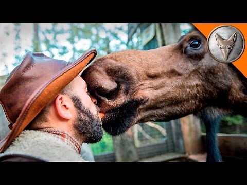 I KISSED A MOOSE, and I LIKED IT!