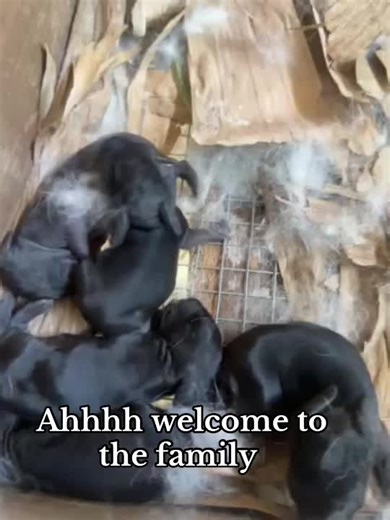 #farm #jamaicarabbitfarmers🐇🇯🇲 #rabbitforsale