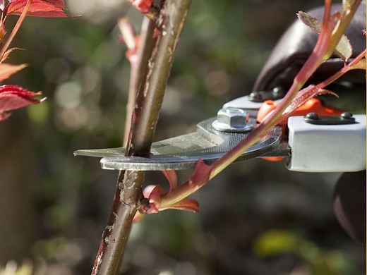 Tailler un rosier grimpant : guide complet pour un jardin florissant