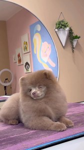 Labubu Pomeranian | Logan Rago