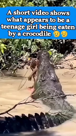 NATURE CULTURE FUTURE on Instagram: ""Crocodiles are known as ferocious animals, but their characteristics are actually quite complex and understandable. They are opportunistic predators with strong survival instincts. Crocodiles are not always aggressive, and they tend to avoid conflict with humans unless they feel threatened or hungry." 樂樂 #crocodile #predator #attack #natureculturefuture #abunesia #alambudayaindonesia #wildanimals #naturelovers #culturelovers"