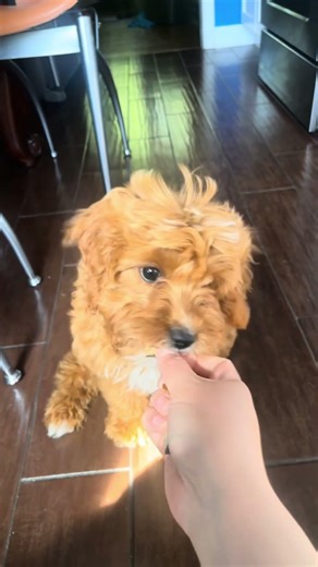 Baby Bella and Bella now #beforeandafter #cutedog #cutepuppy #cavapoo