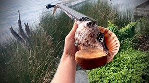 1K views · 86 reactions | Triton Shell violin. Sound in comments | RootFlute | Facebook