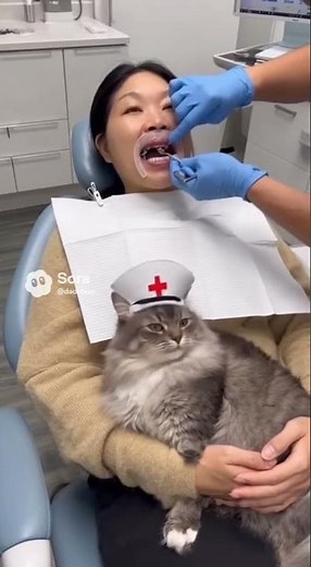 The Dental Clinic That Hires Cats to Calm Patients!