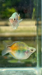 2.7K views · 50 reactions | The most controversial Rainbow fish we...