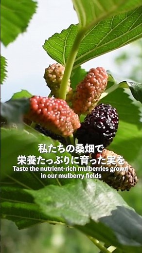 📢桑の実収穫体験のお知らせ/詳細は概要欄をチェック！ #くわのさと #桑茶 #桑の実 #農業 #収穫