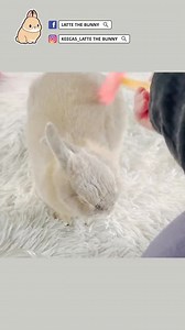 Gentle Silicone Rabbit Brush: Bunny Grooming Comb - Etsy