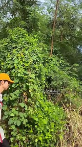 Salomon กระเป๋าเป้ Daypack น้ำหนักเบาขึ้นเครื่องบินได้ รุ่น Trailblazer มี 10 20 30 ลิตร สำหรับสายเดินป่าที่มีลูกหาบ เดินป่าต่างประเทศ ใช้ท่องเที่ยว หรือใช้ในเมืองก็เหมาะสุดๆ ระบบหลัง 3 มิติ ระบายอากาศได้ดี มีช่องใส่ถุงน้ำ มีช่องด้านบน และที่ใส่ไม้เท้าเดินป่า มีหลายสีให้เลือก ✅Trailblazer 10L ฿3,090 ✅Trailblazer 20L ฿3,590 ✅Trailblazer 30L ฿4,090 อยากไป #เดินป่า ปรึกษาเรา SHOP เมืองทองธานี เปิดทุกวัน 10:00-19:00 098-962-9500 รับบัตรเครดิต ออกใบกำกับภาษี #เดินป่า #เดินป่าไทย #เดินป่าหน้าฝน #เดินป