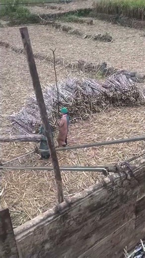 Ingeniously Simple Loading Sugarcane Using a Manual Rail Lift