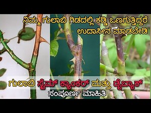 Stem Canker & die back in Roses | Symptoms & control measures |