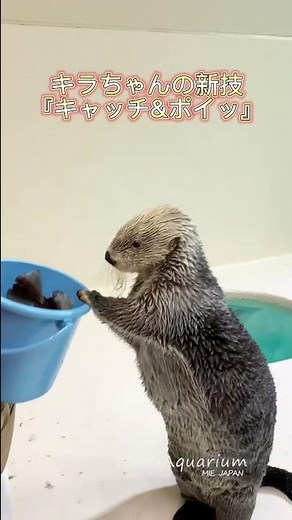 《鳥羽水族館》ラッコのキラちゃん🦦新技『キャッチ&ポイっ』🥰