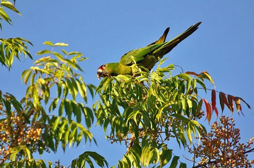 Wild Parrots of Sunnyvale - Sunnyvale-Garden