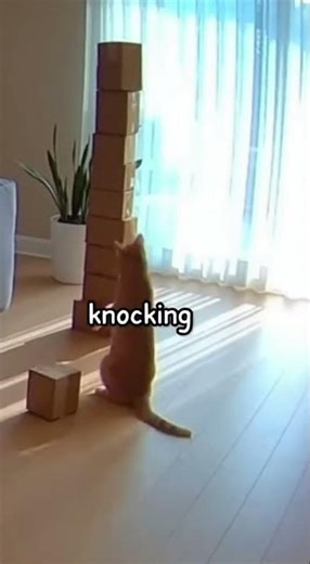 Cat Becomes Master Box Stacker