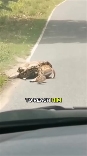 Man Saves Deer From MASSIVE Snake 🥲❤️ | Peeper Loves Animals