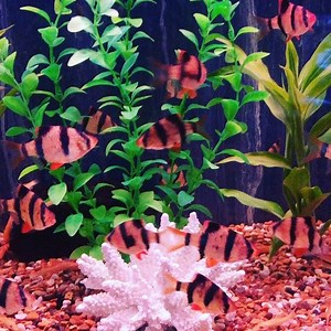 Tiger Barbs | Aquarium Liverpool