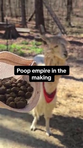 Building a Poop Empire from Scratch