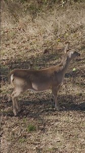 deer hunting with bow amazing slow motion#buckhunting#viral #deerhunting#bowhunting#short#hunting