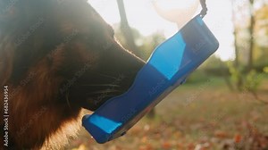 German shepherd dog is drinking from special drinker for dogs in the autumn park back view. Purebred dog. Pet walking in forest. Outdoor.