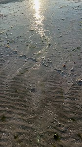 How pretty is this Alphabet cone. Trust Reel Kind Fishing and Tours when we tell you low tide shelling is the way to go!**#shell #shells #sunday #funday #outdoors #reelkindfishingandtours #bestshellingtours #tour #marcoisland #naplesfl #florida #beachlover #oceanloverVideo taken by Team Member Capt Colt | Reel Kind Fishing and Tours