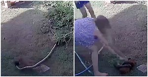 Woman Battles Python, Trying To Loosen His Tight Grip On Her Puppy’s Limp Body