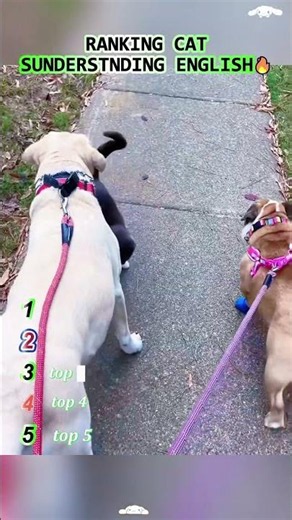 This is so funny, I couldn't stop laughing 😂😂 #funny #funnyvideos #duet