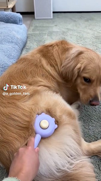 Golden Retriever Life: Puppy Dogs Compilation