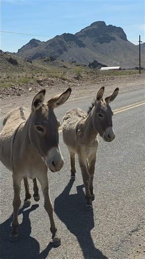 Route 66 Burros Own the Highway in Oatman Arizona