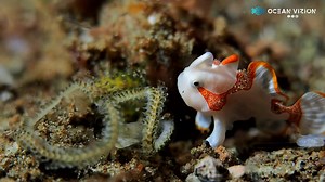 100K views · 649 reactions | The night dive is still amazing!!! Find this little juvenile Frogfish eating, with some small sea creatures joining the video.... Filmed by OceanVizion at Dauin (Philippines). Diving with Atlantis Dive Resorts & Liveaboards (For licensing or usage, contact licensing@viralhog.com) | OceanVizion | Facebook
