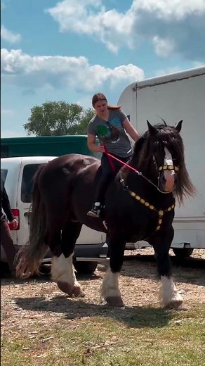 gypsy heavy Horse Riding