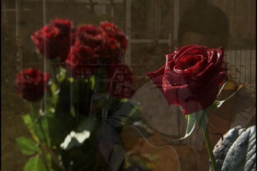 11K views · 200 reactions | The great new release 'Where The Roses...